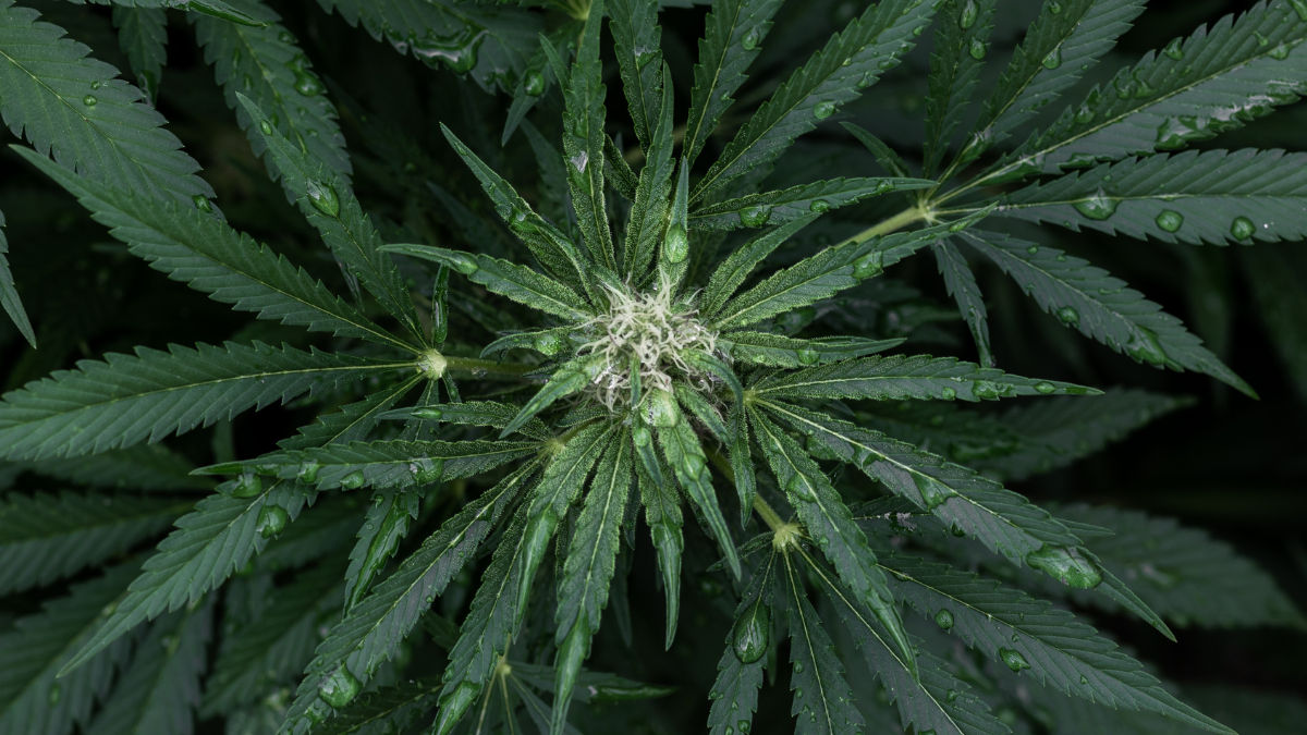 Lighting the Way: Why Drawlz Recognizes Cannabis on 420