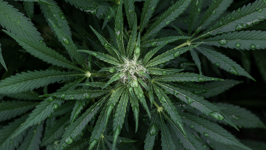 Lighting the Way: Why Drawlz Recognizes Cannabis on 420